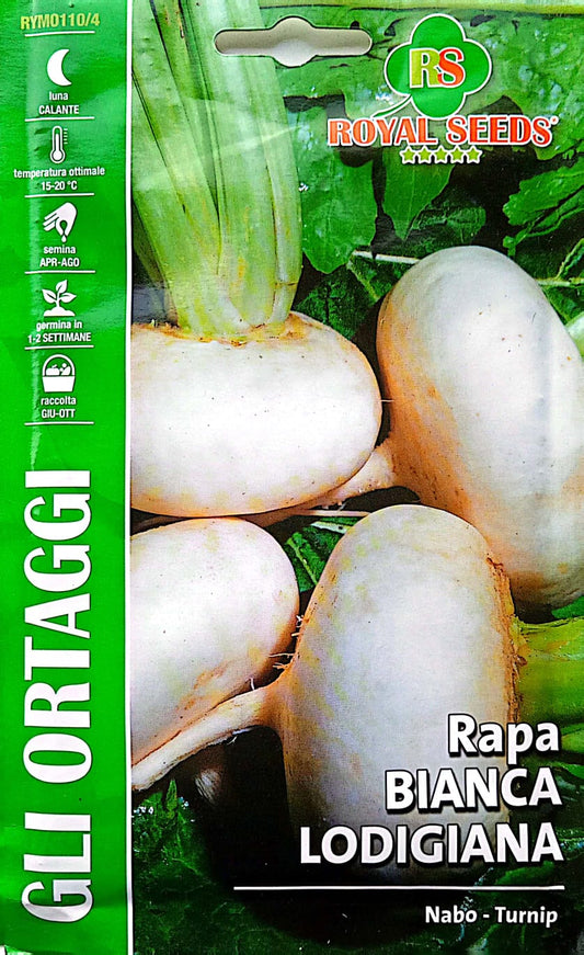 Royal Turnip Rapa Bianca Lodigiana 110/4