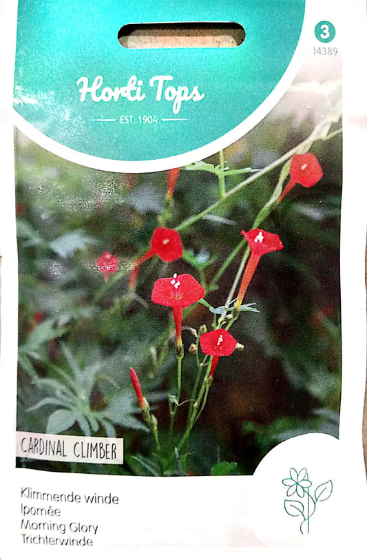 HT Ipomoea, Climbing Bindweed, Cardinal Climber 14389