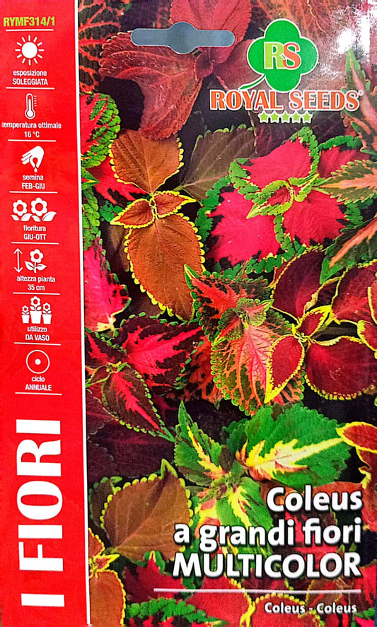 ROYAL COLEUS 314/1